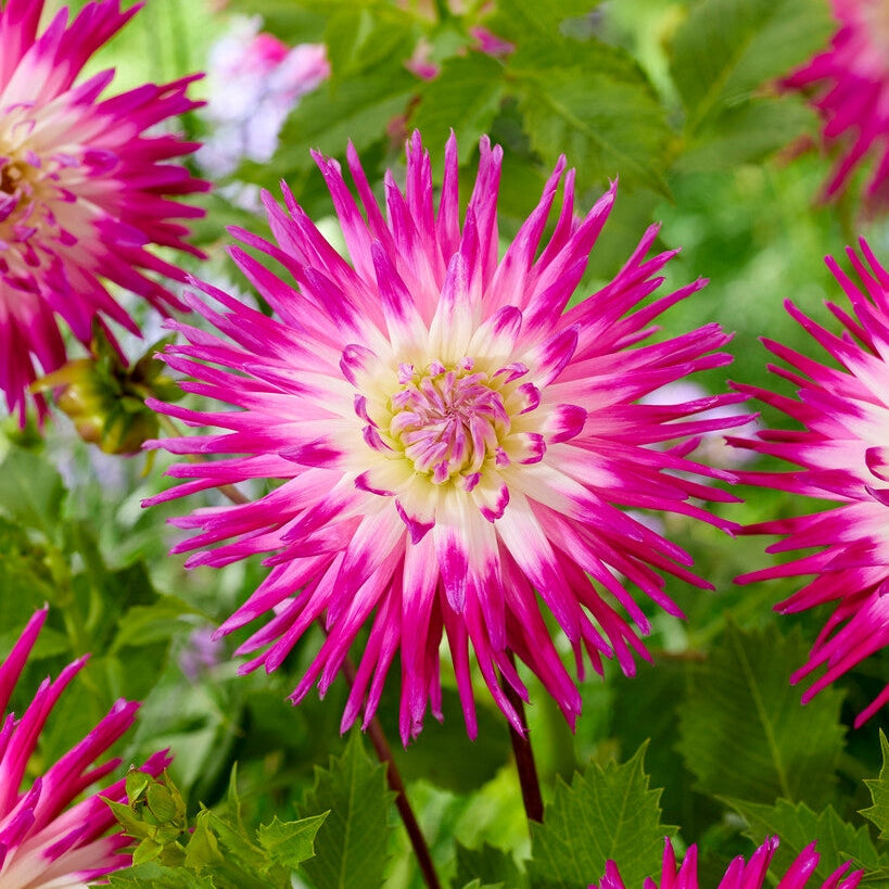 Dahlia Cactus Veritable 1-pakke